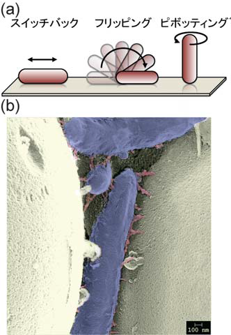 キ図１ バクテロイデーテス細菌の滑走運動様式とキャタピラとして機能するSprB