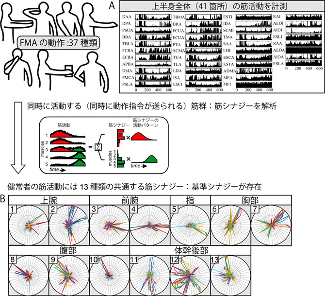 Fugl-Meyer Assessmentの評価動作の筋シナジー解析と基準シナジーの導出