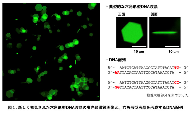 図１：新しく発見された六角形型DNA結晶の蛍光顕微鏡画像と六角形結晶を形成するDNA配列