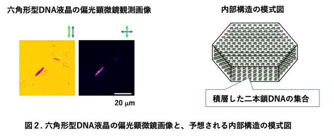 図２：六角形型DNA液晶の偏光顕微鏡画像と、予想される内部構造の模式図