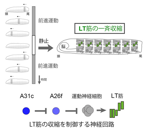 LT筋の一斉収縮・LT筋の収縮を制御する神経回路の模式図