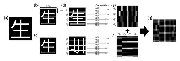 図２．開発した撮像技術を用いたパターン認識実験。（a）リジナルの文字画像。（b）字画像を水平に４つに分割。（c）文字画像の垂直に４つに分割。（d）文字投影の概略図：視覚センサー上に分割したものをそれぞれ水平方向に動かし投影。（e）センサーが見た画像（垂直に分割したもの）。縦の線分のみが見える。（f）センサーが見た画像（水平に分割したもの。元の向きに復元）。（g）（e）と（f）を組み合わせると元の文字に近い画像が得られる。