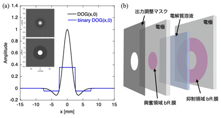 図１(a)：DOG関数および２値化DOG関数の１次元および2次元形状（挿入図）。(b)：２値化bR-DOGフィルターの構造図。