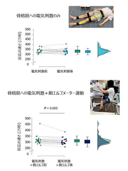 図３上：下肢の骨格筋への電気刺激前後での反応の速さ。図３下：骨格筋への電気刺激と腕エルゴメーターを組み合わせた運動の前後での反応の速さ。