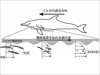 イルカの遊泳方法